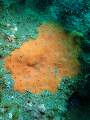 Dragmacidon mexicanum