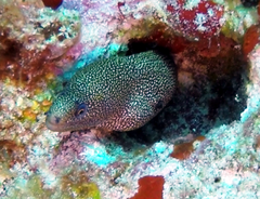 Gymnothorax miliaris