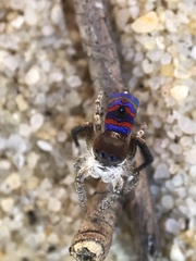 Maratus melindae corus