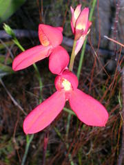 Disa cardinalis