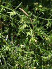 Galium microphyllum