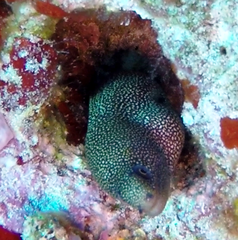 Gymnothorax miliaris