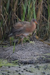 Rallus obsoletus levipes
