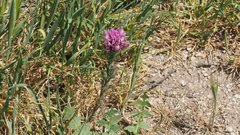 Castilleja exserta exserta