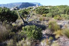 Olea capensis capensis