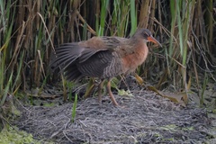 Rallus obsoletus levipes