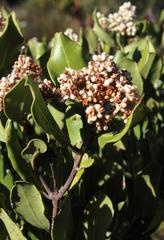 Olea capensis capensis