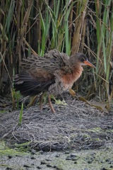 Rallus obsoletus levipes