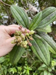 Miconia sintenisii