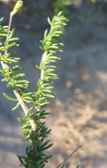 Aspalathus biflora longicarpa
