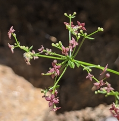 Galium wrightii