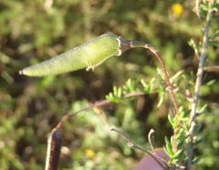Aspalathus biflora longicarpa
