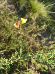 Aspalathus biflora longicarpa
