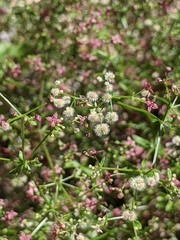 Galium wrightii