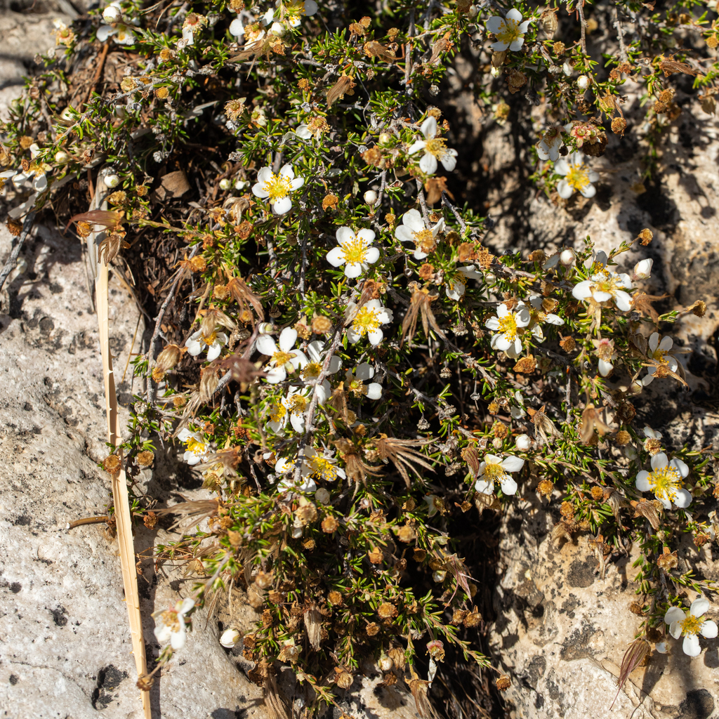 Chihuahuan cliffrose
