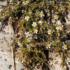 Purshia ericifolia