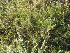 Aspalathus biflora longicarpa