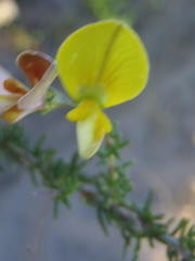 Aspalathus biflora longicarpa