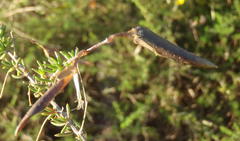 Aspalathus biflora longicarpa