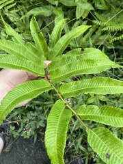 Meniscium reticulatum