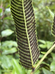 Meniscium reticulatum