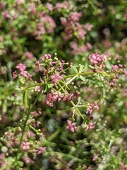 Galium wrightii