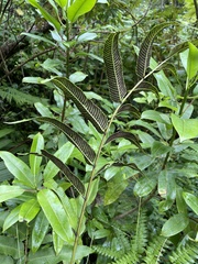 Meniscium reticulatum