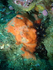 Dragmacidon mexicanum