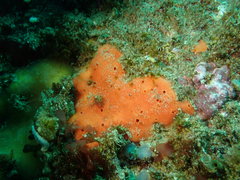 Dragmacidon mexicanum