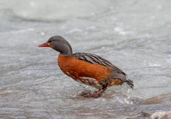 Merganetta armata armata