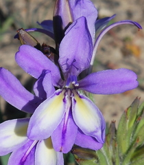 Babiana patula