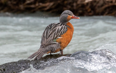 Merganetta armata armata