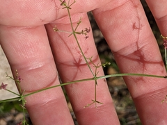 Galium wrightii