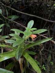 Columnea scandens