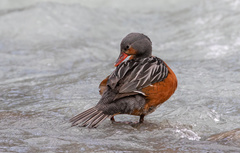 Merganetta armata armata