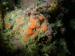 Dragmacidon mexicanum