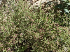 Galium wrightii