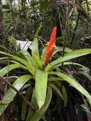 Guzmania berteroniana