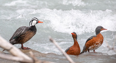 Merganetta armata armata