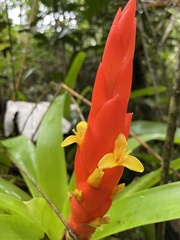 Guzmania berteroniana
