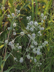 Eryngium aquaticum