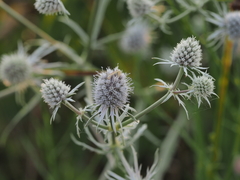 Eryngium aquaticum