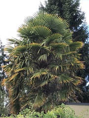 Trachycarpus