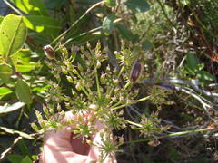 Nanobubon capillaceum