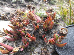 Erepsia esterhuyseniae