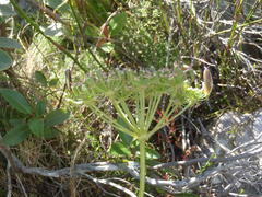 Nanobubon capillaceum