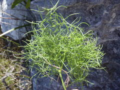 Nanobubon capillaceum