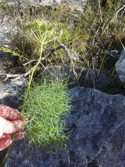 Nanobubon capillaceum