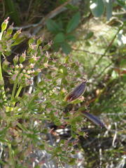 Nanobubon capillaceum
