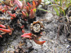 Erepsia esterhuyseniae